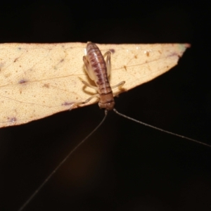 Gryllacrididae sp. (family) at Downer, ACT - 21 Mar 2021