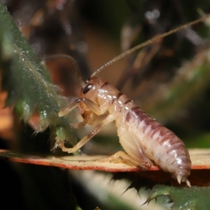 Gryllacrididae sp. (family) at Downer, ACT - 21 Mar 2021