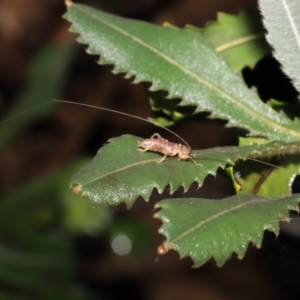 Gryllacrididae sp. (family) at Downer, ACT - 21 Mar 2021