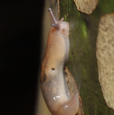 Ambigolimax nyctelia (Striped Field Slug) at ANBG - 21 Mar 2021 by TimL