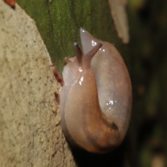 Ambigolimax nyctelia at Acton, ACT - 21 Mar 2021