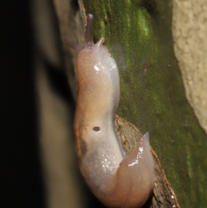 Ambigolimax sp. (valentius and waterstoni) at Acton, ACT - 21 Mar 2021