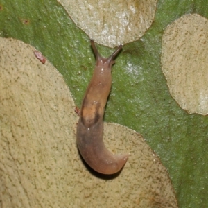 Ambigolimax sp. (valentius and waterstoni) at Acton, ACT - 21 Mar 2021