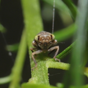 Tartessini sp. (tribe) at Downer, ACT - 19 Mar 2021