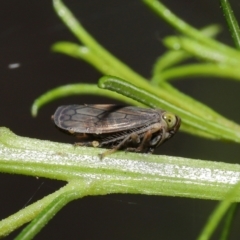 Tartessini sp. (tribe) at Downer, ACT - 19 Mar 2021