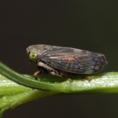 Tartessini sp. (tribe) at Downer, ACT - 19 Mar 2021