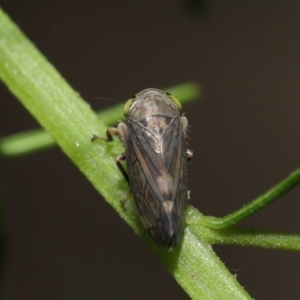 Tartessini sp. (tribe) at Downer, ACT - 19 Mar 2021