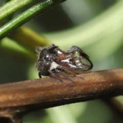 Membracidae sp. (family) (Unidentified Horned treehopper) at Downer, ACT - 19 Mar 2021 by TimL