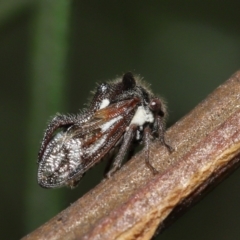 Membracidae sp. (family) at Downer, ACT - 19 Mar 2021