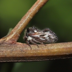 Membracidae sp. (family) at Downer, ACT - 19 Mar 2021