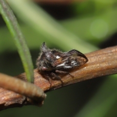 Membracidae sp. (family) at Downer, ACT - 19 Mar 2021 12:39 PM