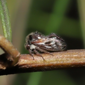 Membracidae sp. (family) at Downer, ACT - 19 Mar 2021