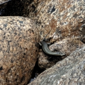 Eulamprus tympanum at Kosciuszko National Park, NSW - 29 Dec 2020