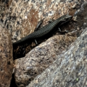 Eulamprus tympanum at Kosciuszko National Park, NSW - 29 Dec 2020