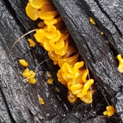 Dacryopinax spathularia (Dacryopinax spathularia) at Dryandra St Woodland - 22 Mar 2021 by tpreston