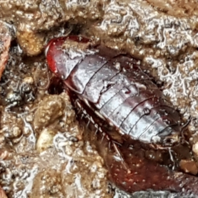Unidentified Cockroach (Blattodea, several families) at O'Connor, ACT - 22 Mar 2021 by tpreston