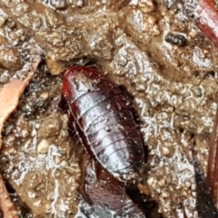 Blattidae sp. (family) at O'Connor, ACT - 23 Mar 2021