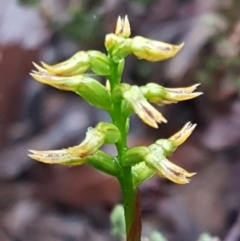 Corunastylis cornuta (Horned Midge Orchid) at O'Connor, ACT - 23 Mar 2021 by trevorpreston