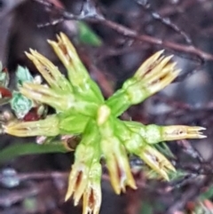 Corunastylis cornuta at O'Connor, ACT - 23 Mar 2021