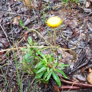 Coronidium oxylepis subsp. lanatum at O'Connor, ACT - 23 Mar 2021