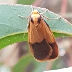 Threnosia heminephes (Halved Footman) at Dryandra St Woodland - 22 Mar 2021 by tpreston