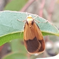 Threnosia heminephes at O'Connor, ACT - 23 Mar 2021 10:25 AM