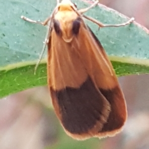 Threnosia heminephes at O'Connor, ACT - 23 Mar 2021