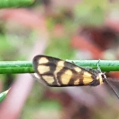 Asura lydia (Lydia Lichen Moth) at Dryandra St Woodland - 22 Mar 2021 by tpreston