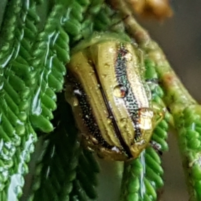 Calomela vittata (Acacia leaf beetle) at Dryandra St Woodland - 22 Mar 2021 by tpreston