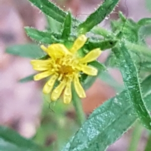 Dittrichia graveolens at O'Connor, ACT - 23 Mar 2021