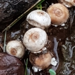 Tulostoma (Stalkball) at Dryandra St Woodland - 22 Mar 2021 by tpreston