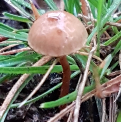 Unidentified Cap on a stem; gills below cap [mushrooms or mushroom-like] at Dryandra St Woodland - 22 Mar 2021 by tpreston