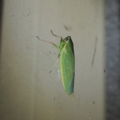 Unidentified Leafhopper & planthopper (Hemiptera, several families) at Conder, ACT - 13 Jan 2021 by michaelb