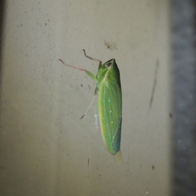 Unidentified Leafhopper & planthopper (Hemiptera, several families) at Pollinator-friendly garden Conder - 13 Jan 2021 by michaelb