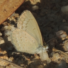 Zizina otis (Common Grass-Blue) at Tidbinbilla Nature Reserve - 11 Feb 2021 by michaelb