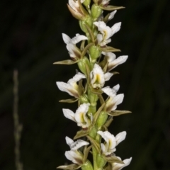 Paraprasophyllum jeaneganiae (Jean's Leek Orchid) by DerekC