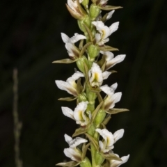 Paraprasophyllum jeaneganiae (Jean's Leek Orchid) at Gibraltar Pines - 15 Nov 2020 by DerekC