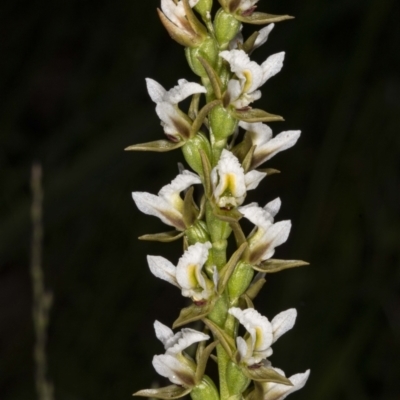 Paraprasophyllum jeaneganiae (Jean's Leek Orchid) at Gibraltar Pines - 15 Nov 2020 by DerekC