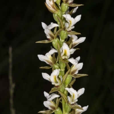Paraprasophyllum jeaneganiae (Jean's Leek Orchid) by DerekC
