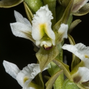 Paraprasophyllum jeaneganiae at suppressed - suppressed