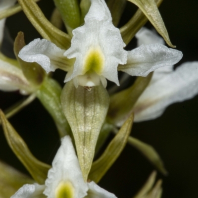 Paraprasophyllum jeaneganiae (Jean's Leek Orchid) at Gibraltar Pines - 15 Nov 2020 by DerekC