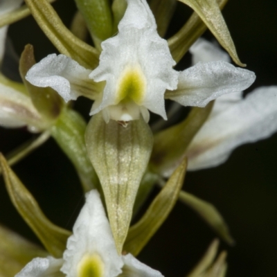 Paraprasophyllum jeaneganiae (Jean's Leek Orchid) at Tharwa, ACT - 15 Nov 2020 by DerekC