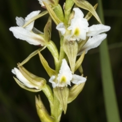 Paraprasophyllum jeaneganiae at suppressed - 15 Nov 2020