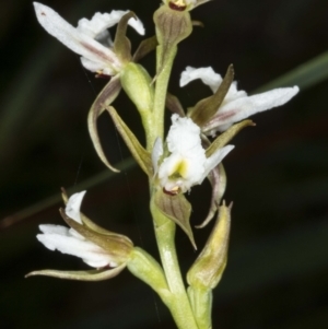 Paraprasophyllum jeaneganiae at suppressed - 15 Nov 2020