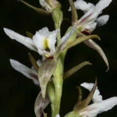 Paraprasophyllum jeaneganiae at suppressed - suppressed