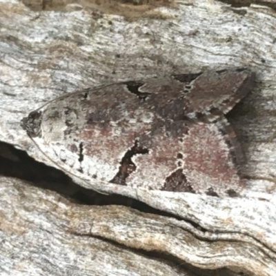 Meritastis lythrodana (A tortrix or leafroller moth) at Dryandra St Woodland - 19 Mar 2021 by Ned_Johnston