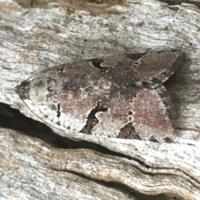 Meritastis lythrodana (A tortrix or leafroller moth) at O'Connor, ACT - 20 Mar 2021 by NedJohnston