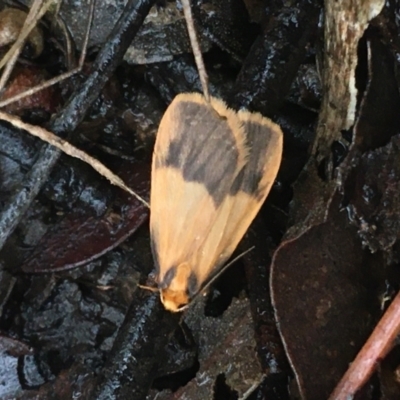 Threnosia heminephes (Halved Footman) at O'Connor, ACT - 23 Mar 2021 by NedJohnston