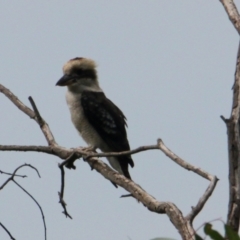 Dacelo novaeguineae (Laughing Kookaburra) at Splitters Creek, NSW - 16 Mar 2021 by PaulF