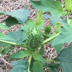 Datura stramonium at O'Connor, ACT - 20 Mar 2021 10:12 AM